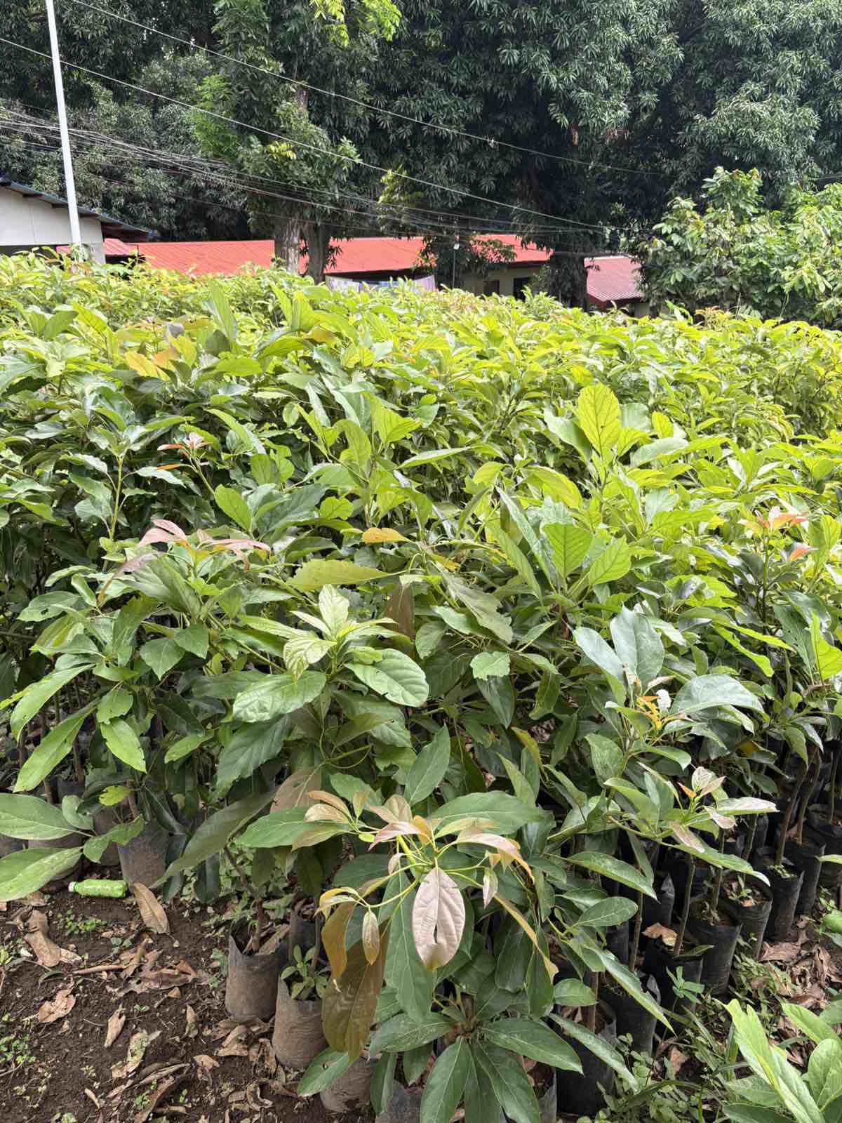 Grafted fruit seedlings, nursery-grown